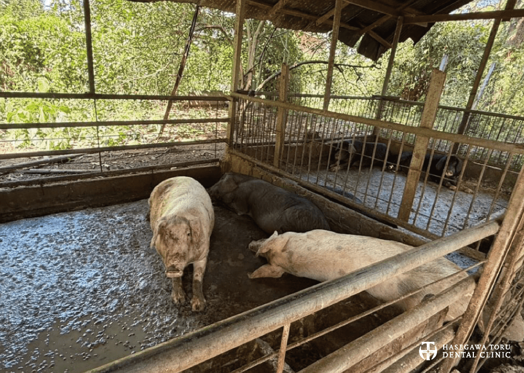 名古屋千種ロータリークラブ・タイ国チェンマイ「カサロンの家」ボランティア活動｜豚舎｜愛知県名古屋市中区・栄｜栄駅・矢場町駅近く【長谷川亨・歯科クリニック】名古屋栄の歯医者・歯科医院｜hasegawadental-nagoya.com